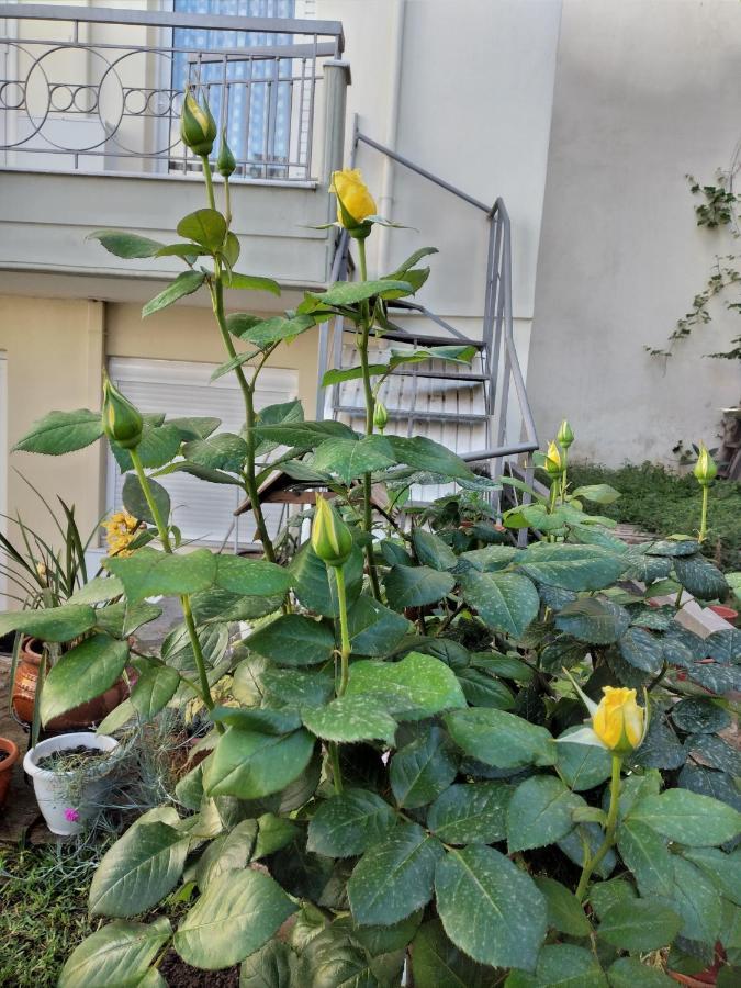 Garden V